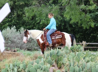 American Quarter Horse, Gelding, 7 years, 14.1 hh, Tobiano-all-colors
