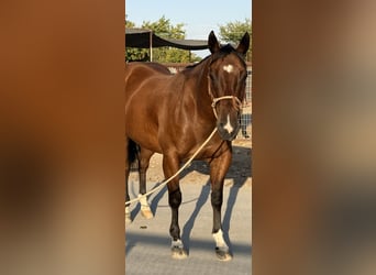 American Quarter Horse, Gelding, 7 years, 14.2 hh, Bay