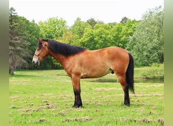 American Quarter Horse, Gelding, 7 years, 14.2 hh, Bay