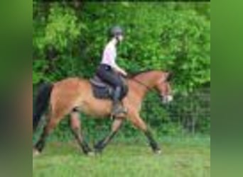 American Quarter Horse, Gelding, 7 years, 14.2 hh, Bay