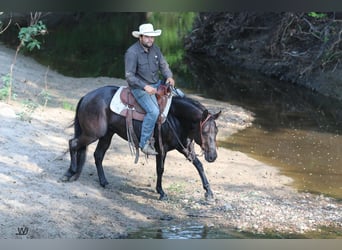 American Quarter Horse, Gelding, 7 years, 14.2 hh, Black