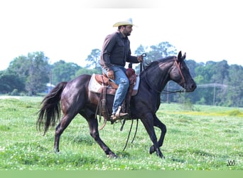 American Quarter Horse, Gelding, 7 years, 14.2 hh, Black