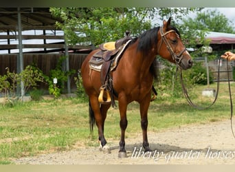 American Quarter Horse, Gelding, 7 years, 14.2 hh, Brown