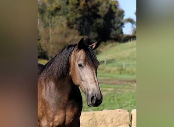 American Quarter Horse Mix, Gelding, 7 years, 14,2 hh, Buckskin