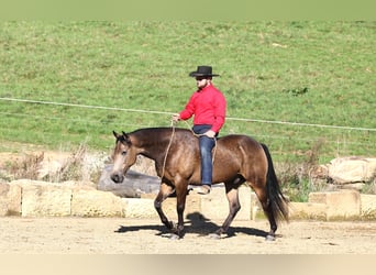 American Quarter Horse Mix, Gelding, 7 years, 14,2 hh, Buckskin