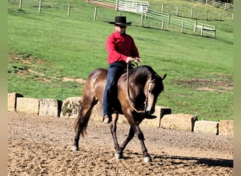 American Quarter Horse Mix, Gelding, 7 years, 14,2 hh, Buckskin