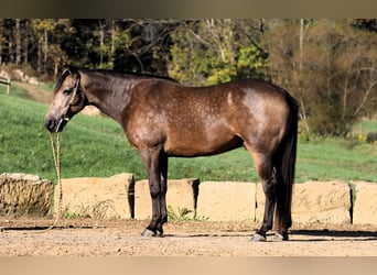 American Quarter Horse Mix, Gelding, 7 years, 14,2 hh, Buckskin