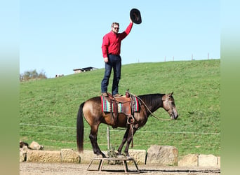 American Quarter Horse Mix, Gelding, 7 years, 14,2 hh, Buckskin