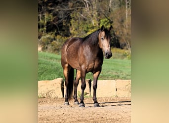 American Quarter Horse Mix, Gelding, 7 years, 14,2 hh, Buckskin