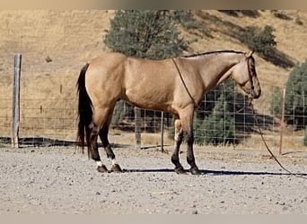 American Quarter Horse, Gelding, 7 years, 14,2 hh, Buckskin