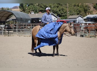 American Quarter Horse, Gelding, 7 years, 14,2 hh, Buckskin