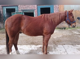 American Quarter Horse, Gelding, 7 years, 14.2 hh, Chestnut-Red