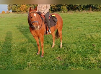 American Quarter Horse, Gelding, 7 years, 14.2 hh, Chestnut-Red