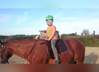 American Quarter Horse, Gelding, 7 years, 14.2 hh, Chestnut-Red