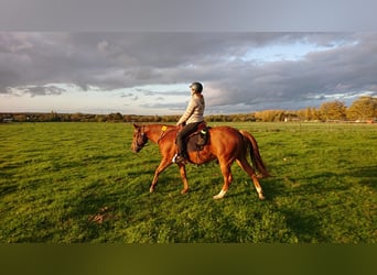 American Quarter Horse, Gelding, 7 years, 14.2 hh, Chestnut-Red