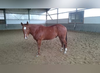 American Quarter Horse, Gelding, 7 years, 14.2 hh, Chestnut-Red