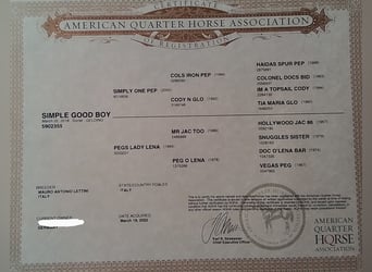 American Quarter Horse, Gelding, 7 years, 14.2 hh, Chestnut-Red