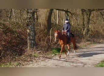 American Quarter Horse, Gelding, 7 years, 14.2 hh, Chestnut-Red