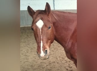 American Quarter Horse, Gelding, 7 years, 14.2 hh, Chestnut-Red