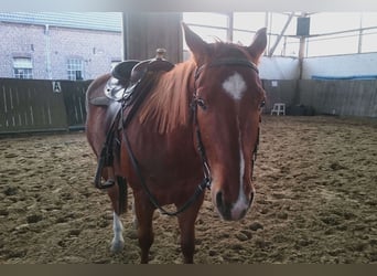 American Quarter Horse, Gelding, 7 years, 14.2 hh, Chestnut-Red