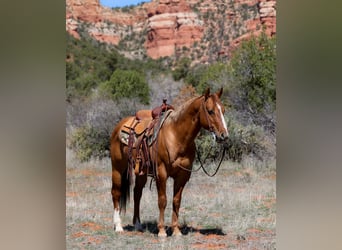 American Quarter Horse, Gelding, 7 years, 14.2 hh, Dun