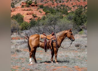 American Quarter Horse, Gelding, 7 years, 14.2 hh, Dun