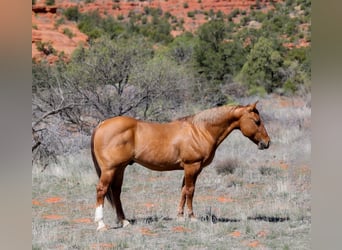 American Quarter Horse, Gelding, 7 years, 14.2 hh, Dun
