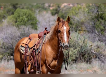 American Quarter Horse, Gelding, 7 years, 14.2 hh, Dun