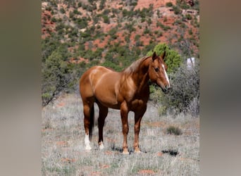 American Quarter Horse, Gelding, 7 years, 14.2 hh, Dun