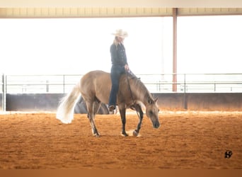 American Quarter Horse, Gelding, 7 years, 14.2 hh, Dunalino