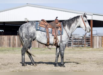 American Quarter Horse, Gelding, 7 years, 14.2 hh, Gray-Dapple