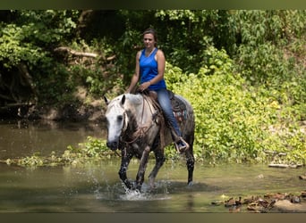 American Quarter Horse, Gelding, 7 years, 14.2 hh, Gray