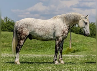 American Quarter Horse, Gelding, 7 years, 14.2 hh, Gray