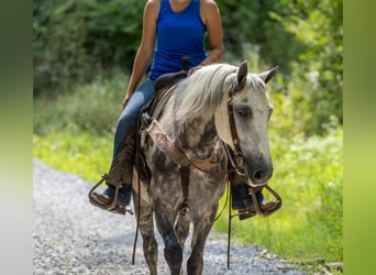 American Quarter Horse, Gelding, 7 years, 14.2 hh, Gray