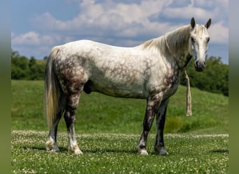 American Quarter Horse, Gelding, 7 years, 14.2 hh, Gray