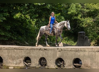 American Quarter Horse, Gelding, 7 years, 14.2 hh, Gray