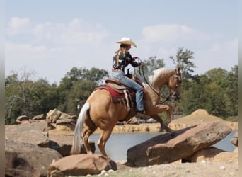 American Quarter Horse, Wallach, 7 Jahre, 14,2 hh, Palomino