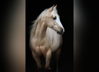 American Quarter Horse, Gelding, 7 years, 14.2 hh, Palomino