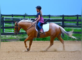 American Quarter Horse, Gelding, 7 years, 14.2 hh, Palomino