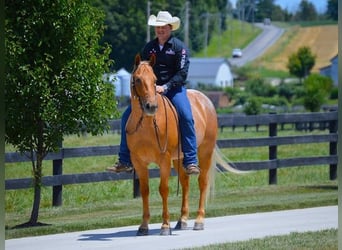 American Quarter Horse, Gelding, 7 years, 14.2 hh, Palomino