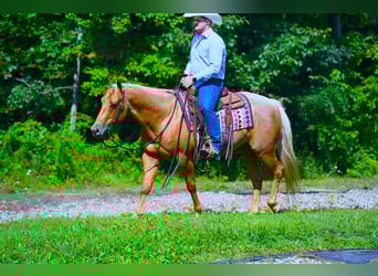 American Quarter Horse, Gelding, 7 years, 14.2 hh, Palomino