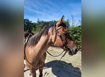 American Quarter Horse, Gelding, 7 years, 14.2 hh, Red Dun