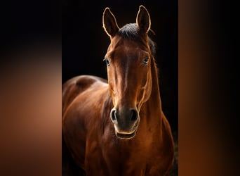 American Quarter Horse, Gelding, 7 years, 14.2 hh