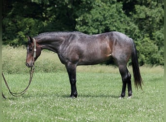 American Quarter Horse, Gelding, 7 years, 14.2 hh, Roan-Bay