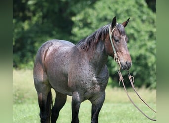 American Quarter Horse, Gelding, 7 years, 14.2 hh, Roan-Bay