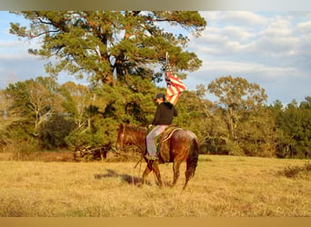 American Quarter Horse, Gelding, 7 years, 14.2 hh, Roan-Red