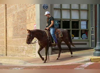 American Quarter Horse, Gelding, 7 years, 14.2 hh, Roan-Red