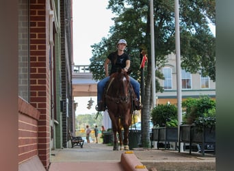 American Quarter Horse, Gelding, 7 years, 14.2 hh, Roan-Red