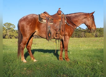 American Quarter Horse, Gelding, 7 years, 14.2 hh, Roan-Red