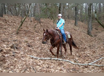 American Quarter Horse, Gelding, 7 years, 14.2 hh, Roan-Red